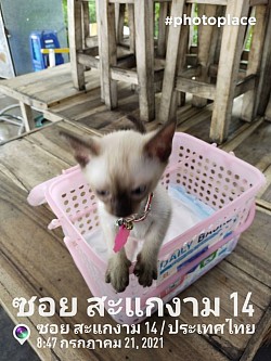 บริการรับ-ส่งแล้วแมวจากกรุงเทพฯไปสุรินทร์